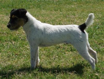 Champion Cool Runnings Forrest- At Stud