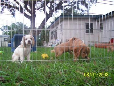 AKC REG.  COCKER SPANIEL