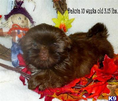 AKC Shih-tzu M Champion Bloodlines
