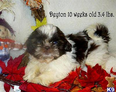 AKC Shih-Tzu M Champion Bloodlines