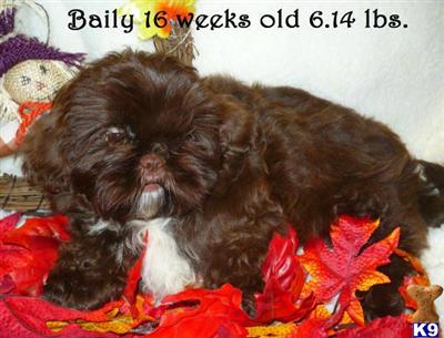 AKC Shih-Tzu CHOCOLATE female  INCLUDES SHIPPING