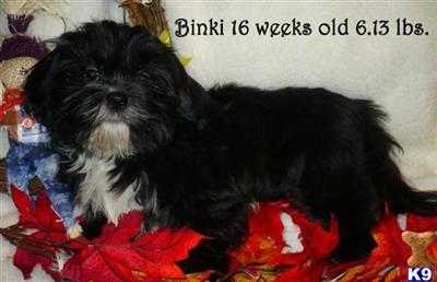 AKC Shih-tzu Blk  white female