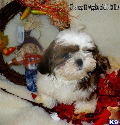 AKC Shih-tzu red/wht. male champion bloodlines