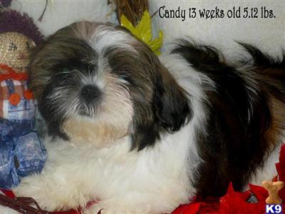 AKC Shih-tzu red  wht. female champion bloodlines