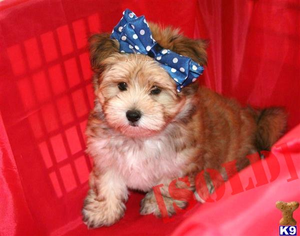 Maltese Yorkie Mix for Sale Maltese Yorkie Mix for Sale