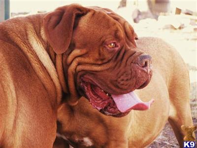 beautiful  French Mastiff puppies 