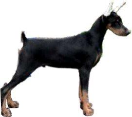 Big Black  Beautiful AKC European Doberman Puppy