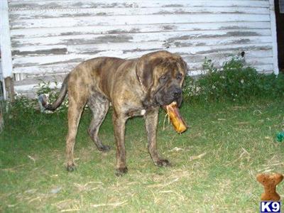 Brutus