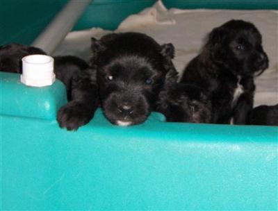 AKC Bouvier pups