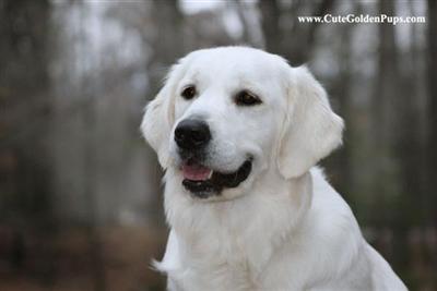 Outstanding Golden Retievers-PLAN AHEAD