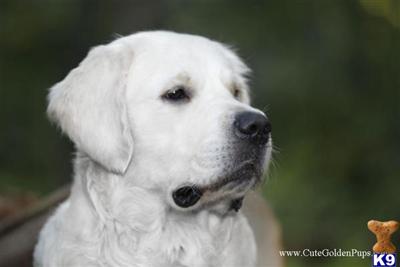 English Golden Retievers