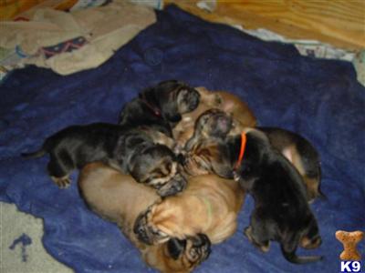 AKC Registered Bloodhounds - Mixed Colors