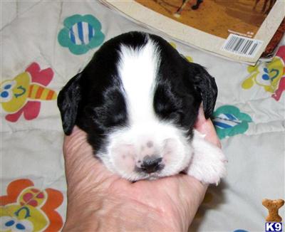 Male tri bench bred pups