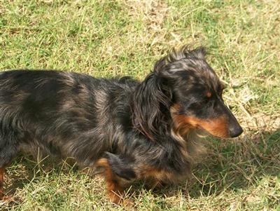 Buster