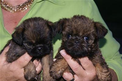 Brussells Griffon puppies
