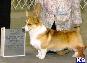 AKC CH LS Jonbonjovi