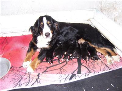 Bernese Mt Dog Puppies
