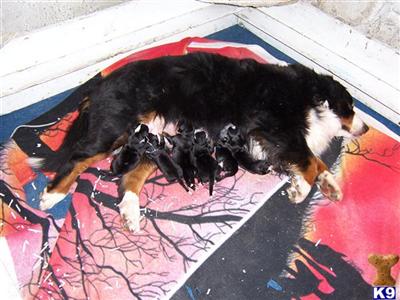 Bernese Mt Dog Puppies from Birdie