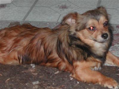 puppie for sale
