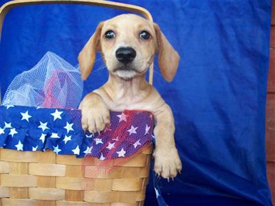 Shipping Included Rare Cream Color Perfect Pet 