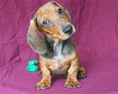 Shipping Included Perfect Pet Female Baby
