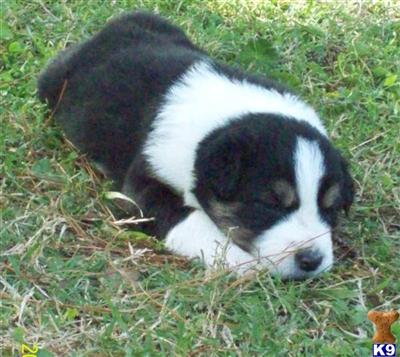 BORDER COLLIE PUPPIES FOR SALE