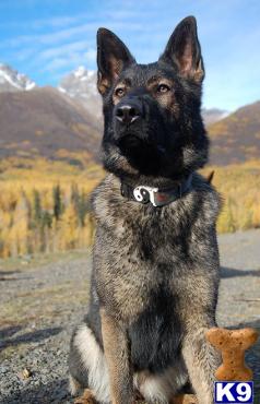 German Shephered, great working line, Belgium Reg. SchH ch sire.