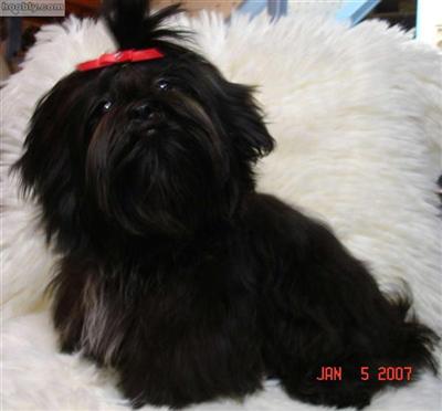 Toby