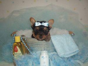 awesome teacup yorkies