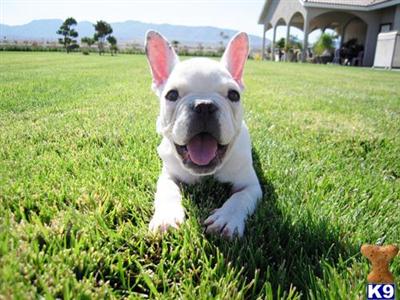 Male French Bulldog Puppy Cooper