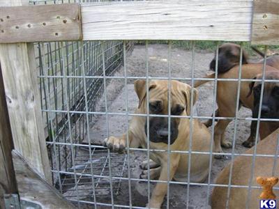 AKC Gorgeous Bullmastiff Puppies - Champion Bloodlines