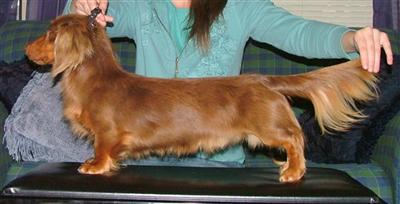Lexies Casablanca Doghouse Riley