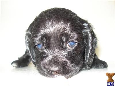 healthy and cute puppies looking for new home