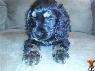 cute puppies on sale