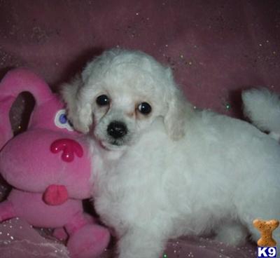 Poodle Puppies for Sale