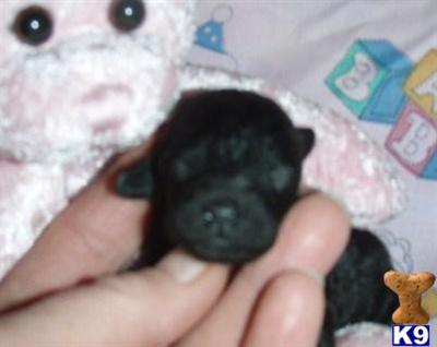 Poodle Puppies for Sale