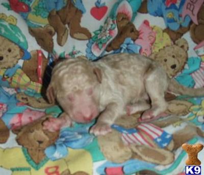 Poodle Puppies for Sale