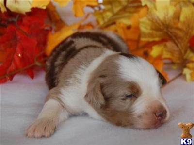 Miniature Australian Shepherd Puppies for Sale