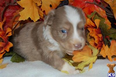 Miniature Australian Shepherd Puppies for Sale