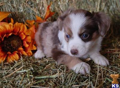 Miniature Australian Shepherd Puppies for Sale