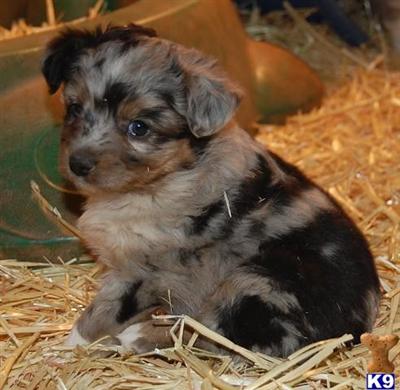 Miniature Australian Shepherd Puppies for Sale