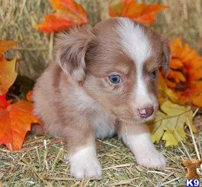 Miniature Australian Shepherd Puppies for Sale
