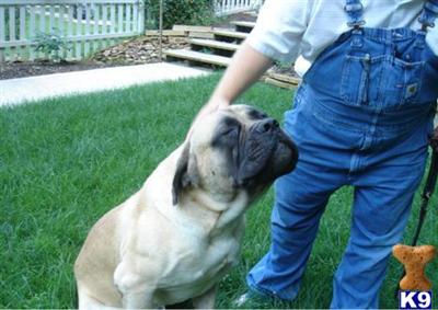Stud Dogs - Mastiff