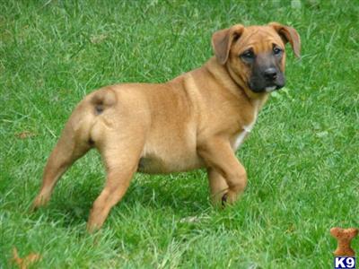 Bulldog Puppies for Sale