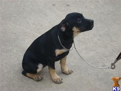 Bulldog Puppies for Sale