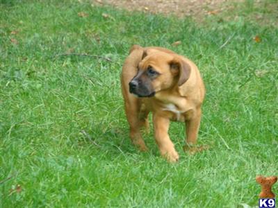 Bulldog Puppies for Sale