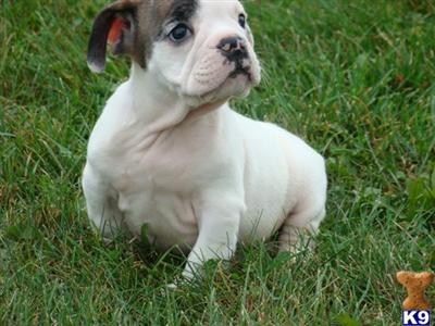 Bulldog Puppies for Sale