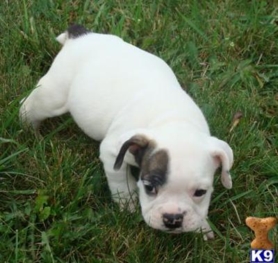 Bulldog Puppies for Sale