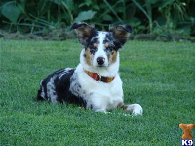 Australian Shepherd Puppies for Sale
