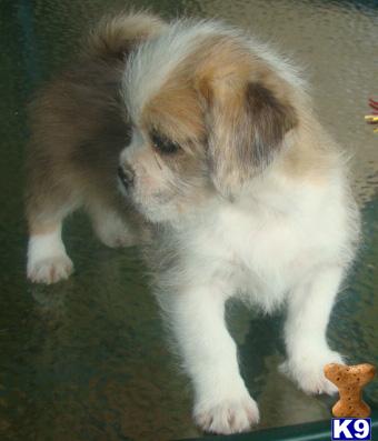 Mixed Breed Puppies for Sale